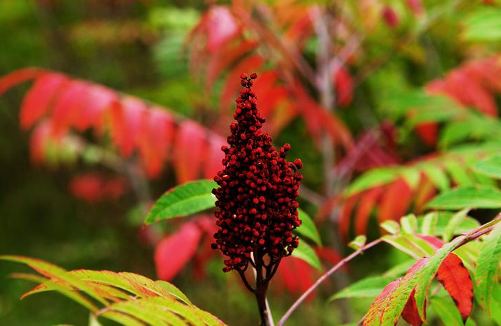 Rhus typhina seed STAGHORN SUMAC 